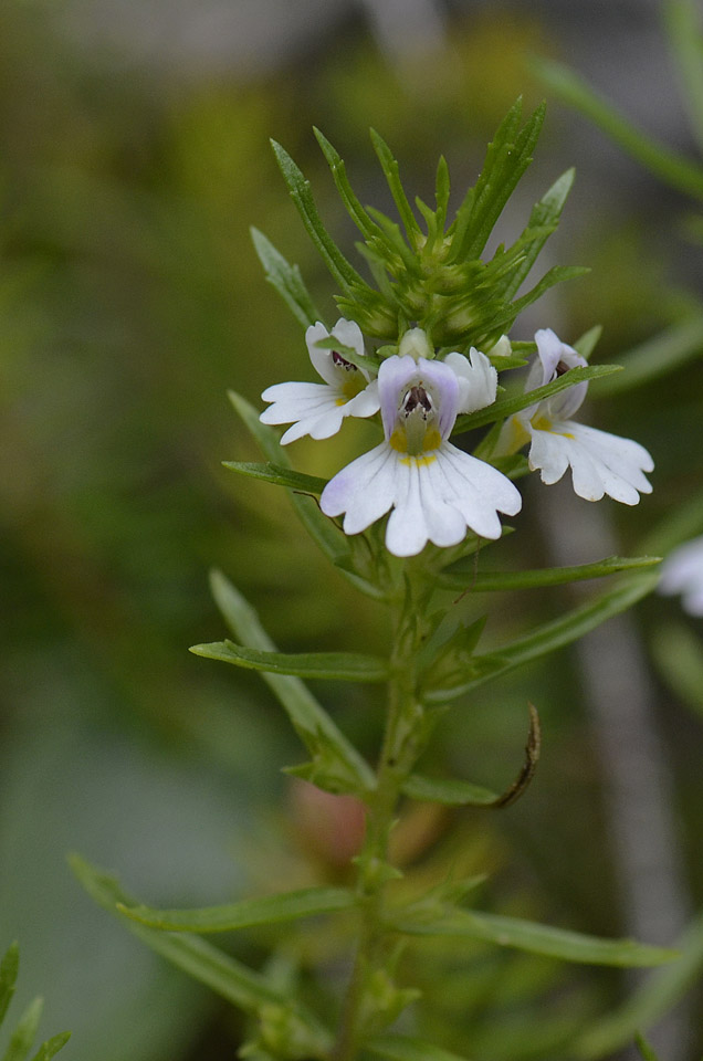 Euphrasia tricuspidata / Eufrasia tricuspidata